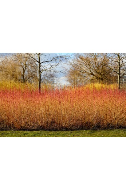 Дерен пурпурово- червоний Мідвінтер Фаєр живопліт